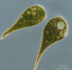 Stentor_polymorphus-phase-2_K.jpg