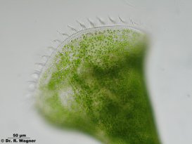 Stentor_polymorphus-wimpern_K.jpg