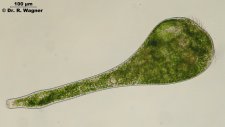 Stentor_polymorphus_K.jpg