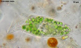 Stichotricha_secunda_K.jpg