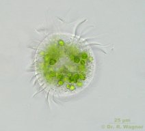 Strombidium_viride-15_K.jpg