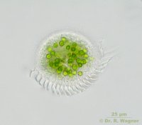 Strombidium_viride-21_K.jpg