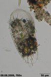 Stylonychia_mytilus_K.jpg