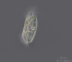 Stylonychia_spec1_K.jpg