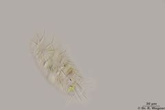 Stylonychia_spec2_K.jpg