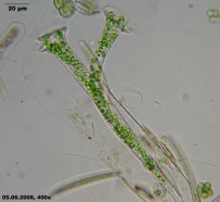 Thuricola-folliculata_028_K.jpg