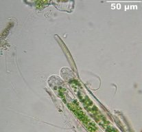 Thuricola-video-23_K.jpg