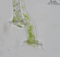 Thuricola_folliculata-avi_K.jpg