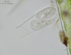 Thuricola_folliculata-oZ-02_K.jpg