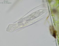 Thuricola_folliculata-oZ-04_K.jpg