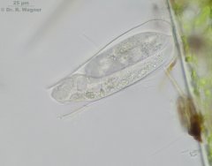 Thuricola_folliculata-oZ-05_K.jpg