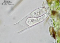 Thuricola_folliculata-oZ-video_K.jpg
