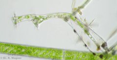 Thuricola_folliculata_09_K.jpg