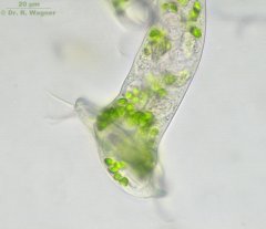 Thuricola_folliculata_K.jpg
