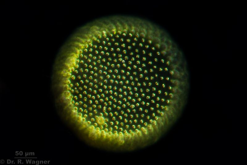 Вольвокс относится к. Сферическая симметрия у радиолярий. Водоросль вольвокс многогранники в природе. Вольвокс водоросль в живую. Сферическая спора.