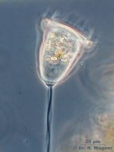 Vorticella_myonem_K.jpg
