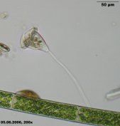 Vorticella-spec-avi_K.jpg