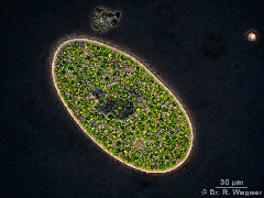 HHeide-400x_0649-ani-800.gif_K.jpg