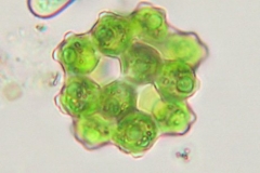 Coelastrum_sphaericum