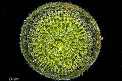 Colechaete_orbicularis-DF