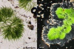 Draparnaldia_glomerata