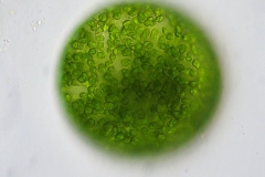 Eremosphaera_viridis