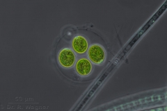 Gloeococcus-400x