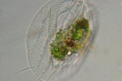 Euplotes-spec