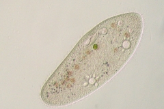 Paramecium-HF