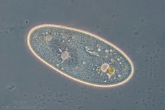 Paramecium-PH