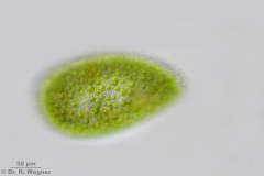 Paramecium_bursaria-630x-HF2